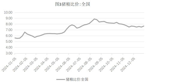 生猪规模场出栏节奏放缓 玉米政策利好消息频出