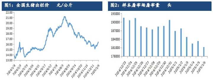 生猪供应压力缓解 现货或震荡偏强为主